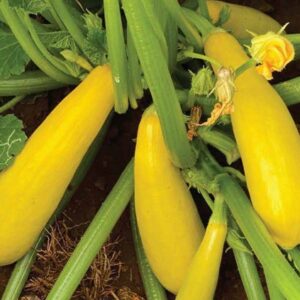 Squash – 2002 F1