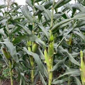 Sweet Corn – TG-GOLDEN SWEET F1