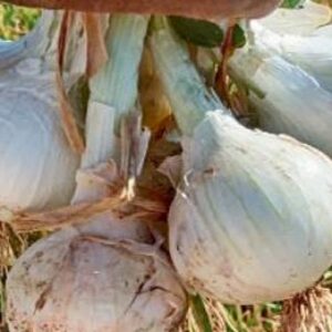 Onion – FB-SWET