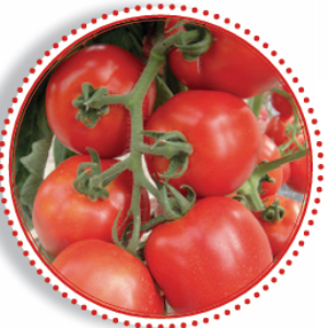 TO-HY100019 – Tomato