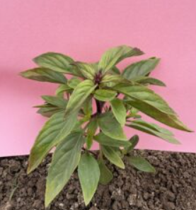 Thai Basil