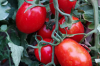 Tomato Seeds China Update, April 28, 2025
