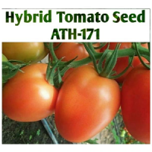 Hybrid Tomato Seed ATH-171