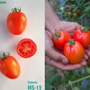 Tomato MS-58