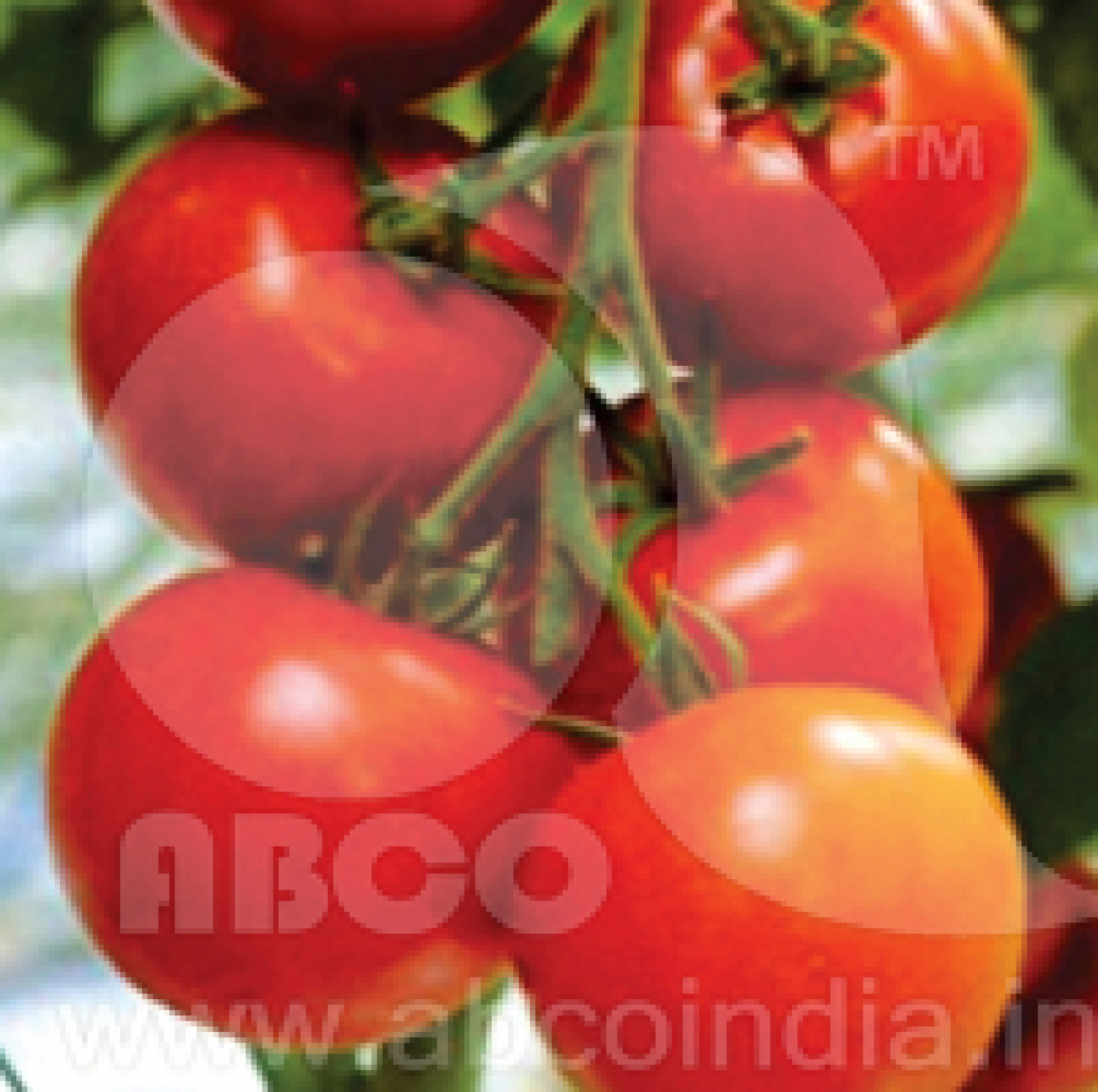 Tomato Pusa Rubi Vegetable Seeds