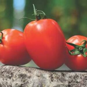 Tomato – VEER