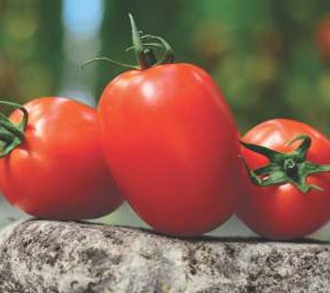 Tomato – VEER