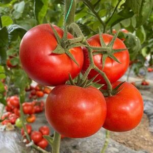 Tomato – XHS0011