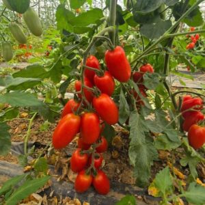 Tomato – HS 6291