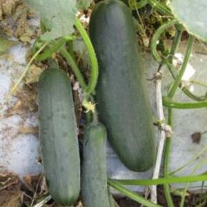 Cucumber – Victorie
