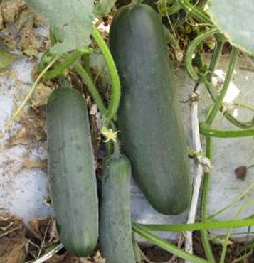 Cucumber – Victorie