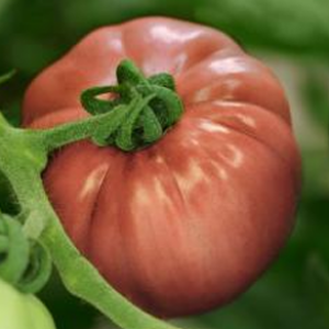 Volovsko Srce – Tomato