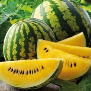 Watermelon – LUTEO F1