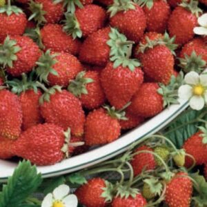 Wild Strawberry – REGINA