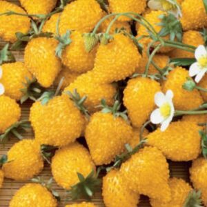 Wild Strawberry – YELLOW WONDER