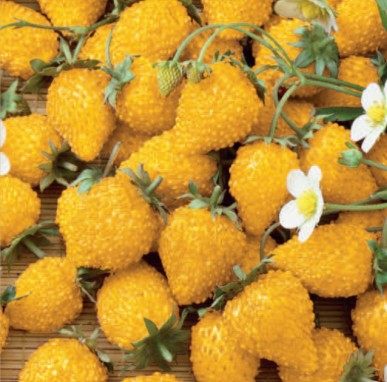 Wild Strawberry – YELLOW WONDER