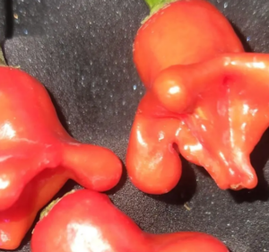 Aji Michigan – Live Pepper Plant