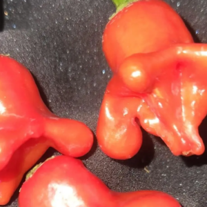 Aji Michigan – Live Pepper Plant