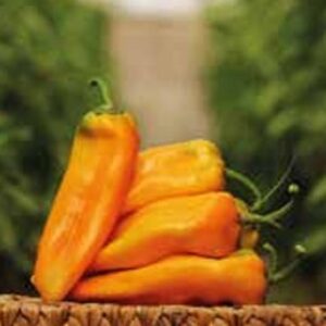 Pepper – VARIETY 613