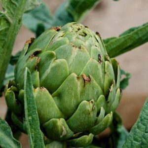 ARTICHOKE GREEN GLOBE
