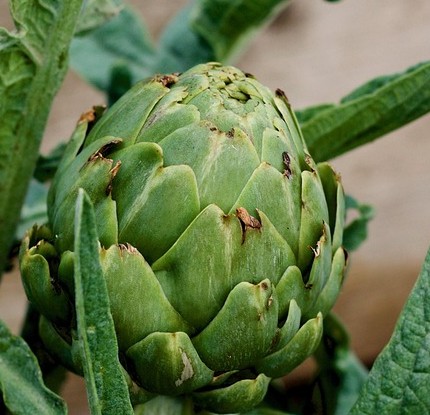 ARTICHOKE GREEN GLOBE