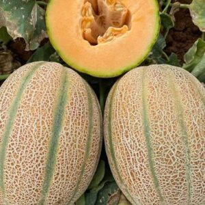 Muskmelon – Decora Lina