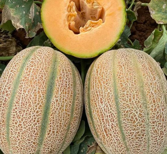 Muskmelon – Decora Lina