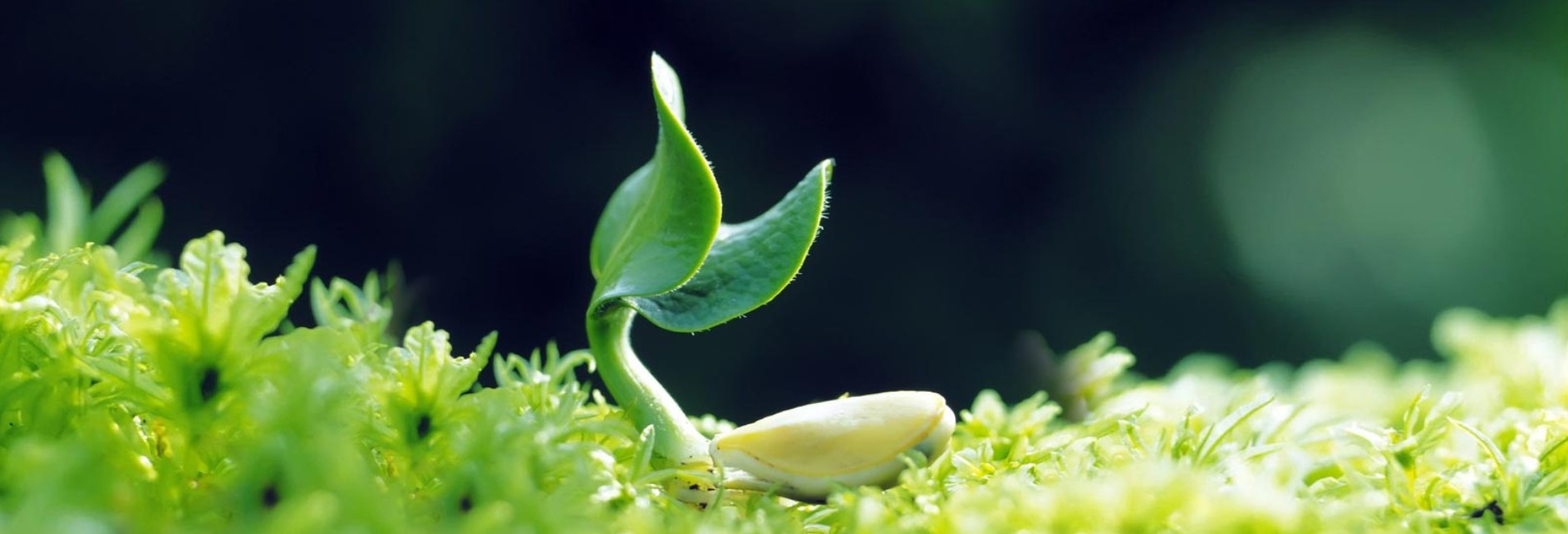 Global Seeds India Global Seeds India