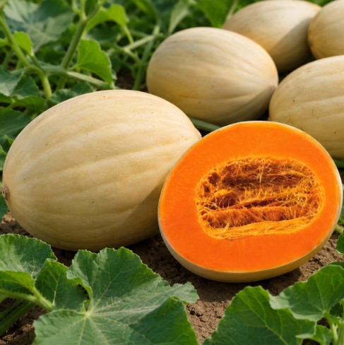 Pumpkin – HATZAV