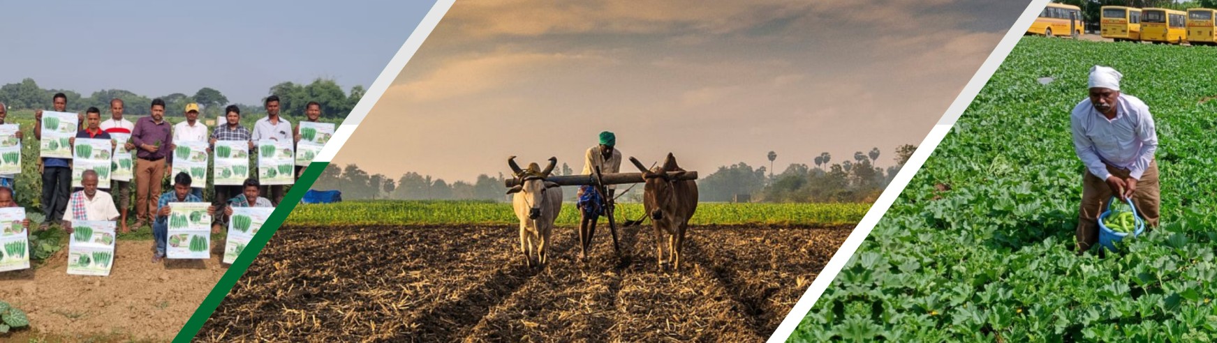 SAGAR SEEDS