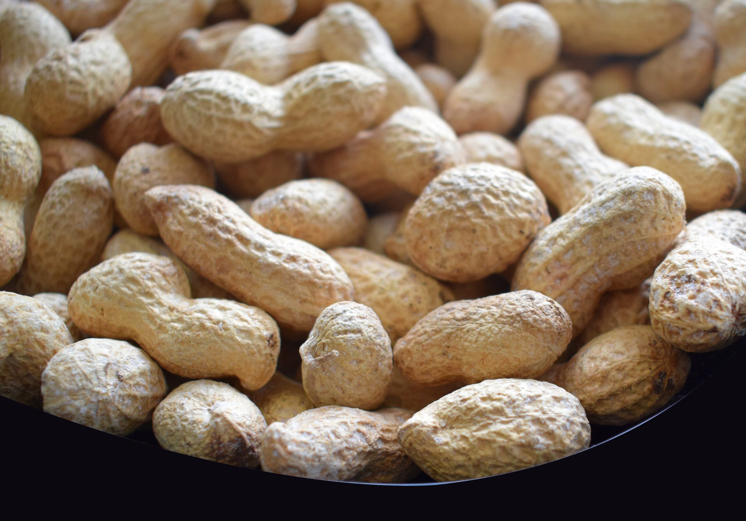 Peanut – BIG PINK (Treated)