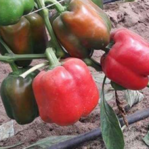 Arthur F1 (Q19-150 F1)