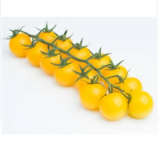 Tomato Seeds Israel Update December 26, 2022