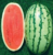 Watermelon Akbar