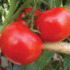 Tomato Seeds Spain Update February 22, 2023