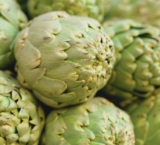 Artichoke Seeds Spain Update February 5, 2026