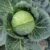 Cabbage CB 517