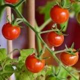 Tomato Seeds China Update