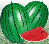 Watermelon Seeds Update China December 5, 2022