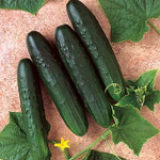 Cucumber Seeds Germany Update Jan 9, 2025