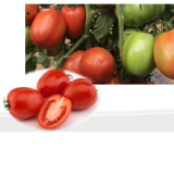 Tomato Seeds India Update