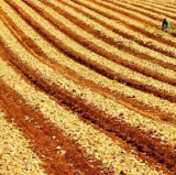 Onion Seeds Red France Update