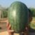 Watermelon Iskander F1