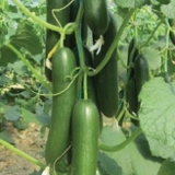 Cucumber Seeds Jordan Update November 3, 2022