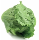 Lettuce Seeds Italy Update February 22, 2026