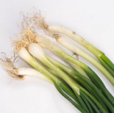 Onion Seeds Bunching Italy Update