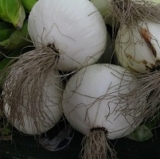 Onion Seeds White Italy Update