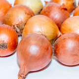 Onion Seeds Yellow France Update