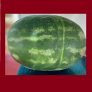 Watermelon Rabeh F1