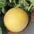 Melon 1019 F1